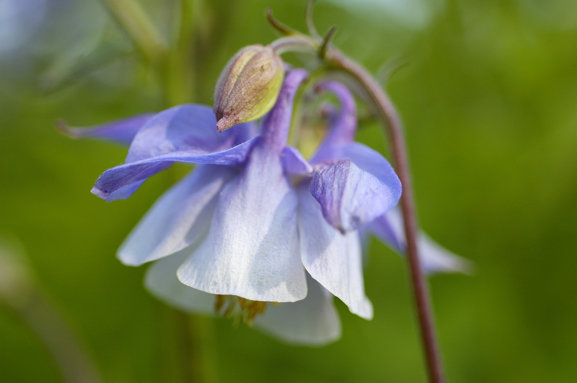 Aquilegia caerulea `Blue Star`